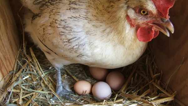 Коли починають нести яйця кури-молодки?