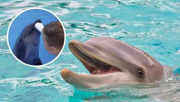 У Кольську затоку припливли дельфіни: Ознака зміни Гольфстріму?