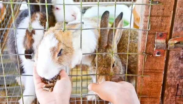 Утримання та догляд за декоративними кроликами в домашніх умовах